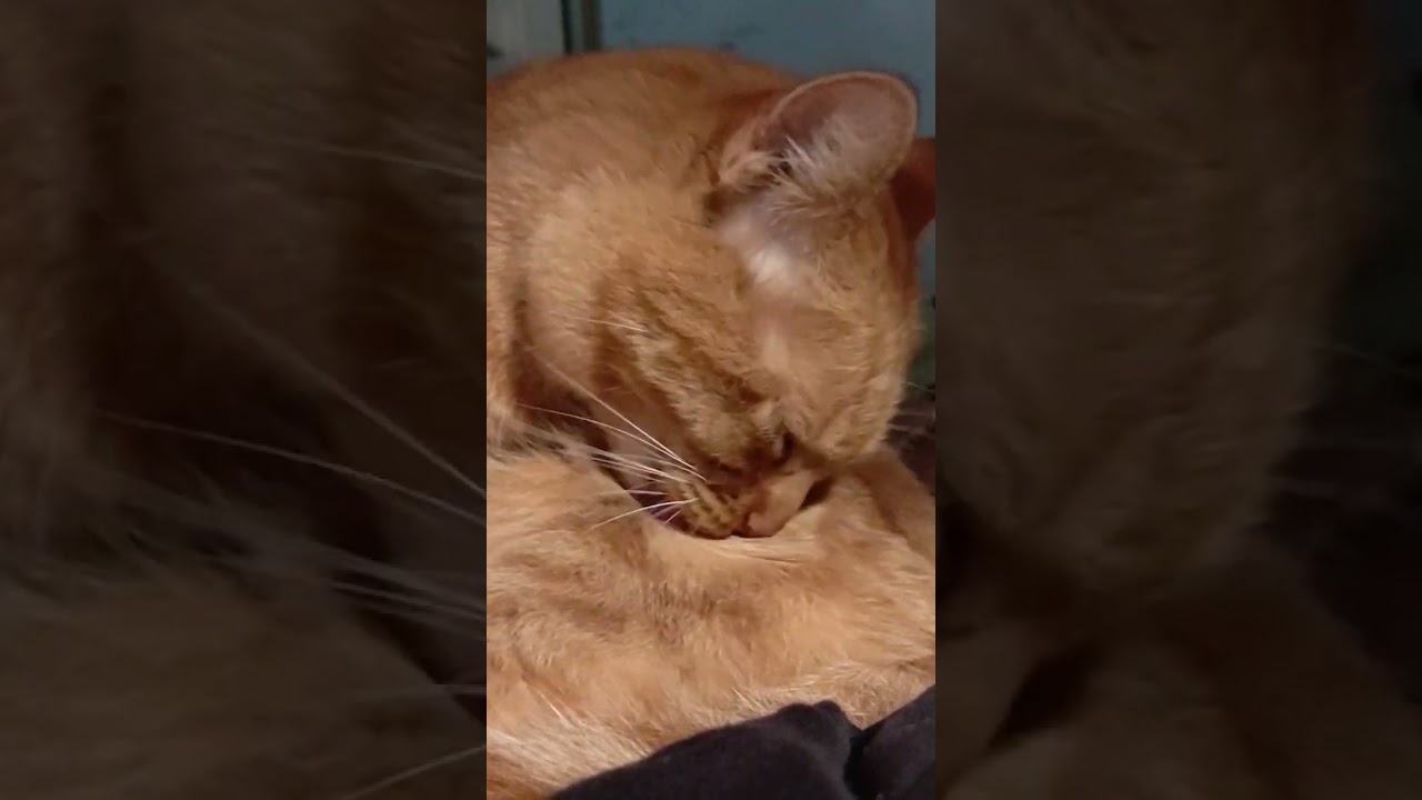 lick that belly