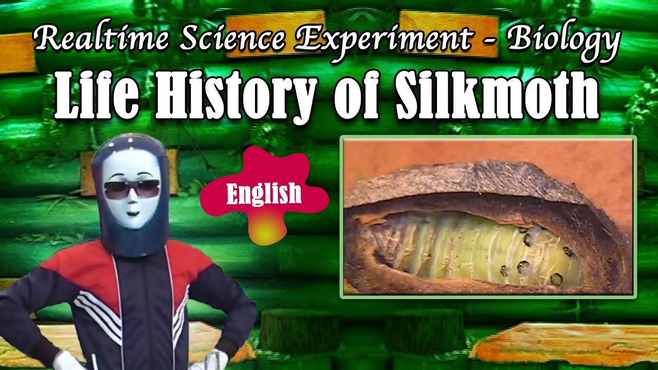 Life History of Silkmoth | Real Time Science Experiments | English