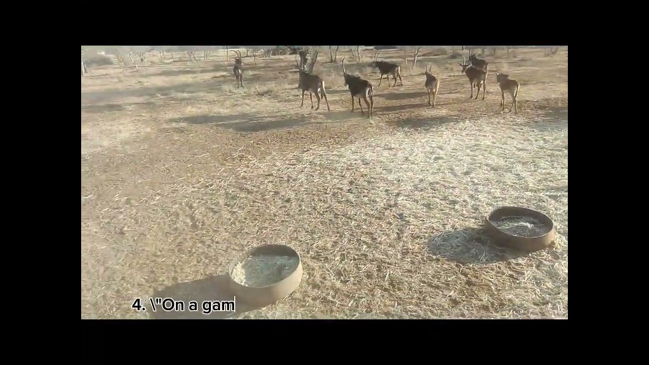 LIFE IN MIWESU GAME FARM