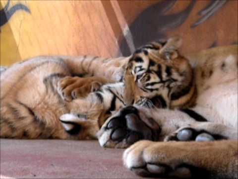 Life of Tiger - Vida de tigre.