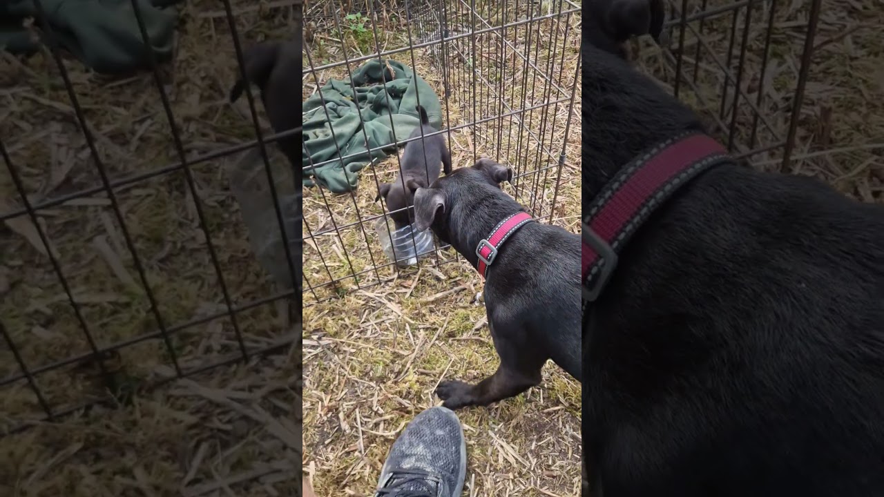 Life with 2 Patterdales! #patterdale #dog #workingdog #youtube