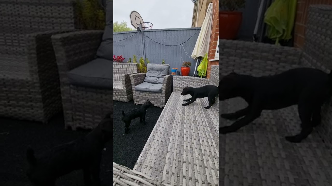 life with the patterdales Ebony &Ivory play time