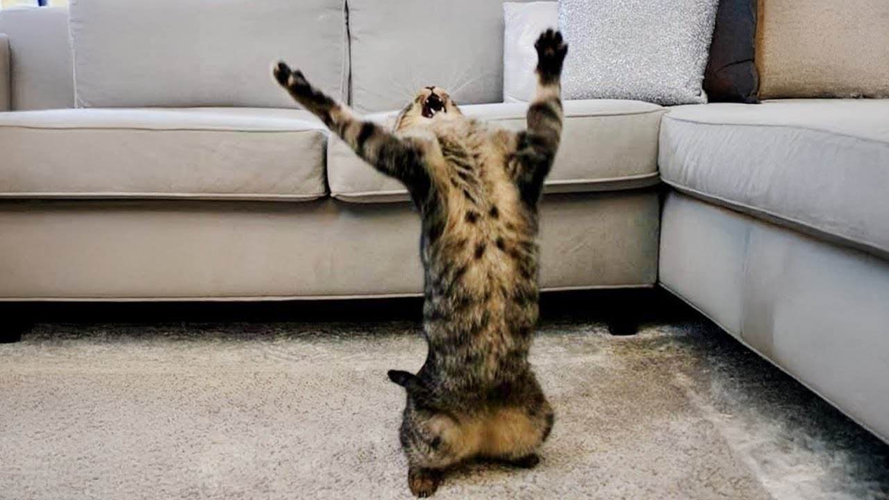 Life’s Never Boring With These CATS Around! 😹 Funny Cat Video 2025