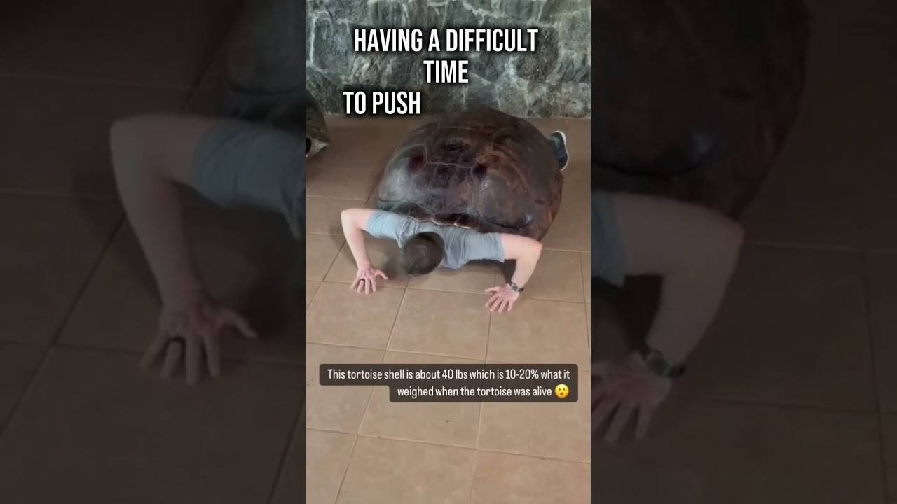 Lifting A 40 Pound Tortoise Shell