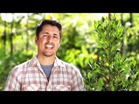 Ligustrum Japonicum Japanese Privet
