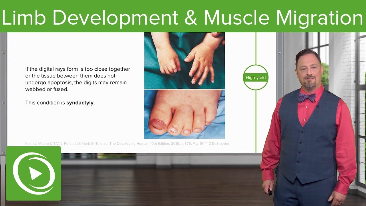 Limb Development and Muscle Migration – Embryology | Lecturio