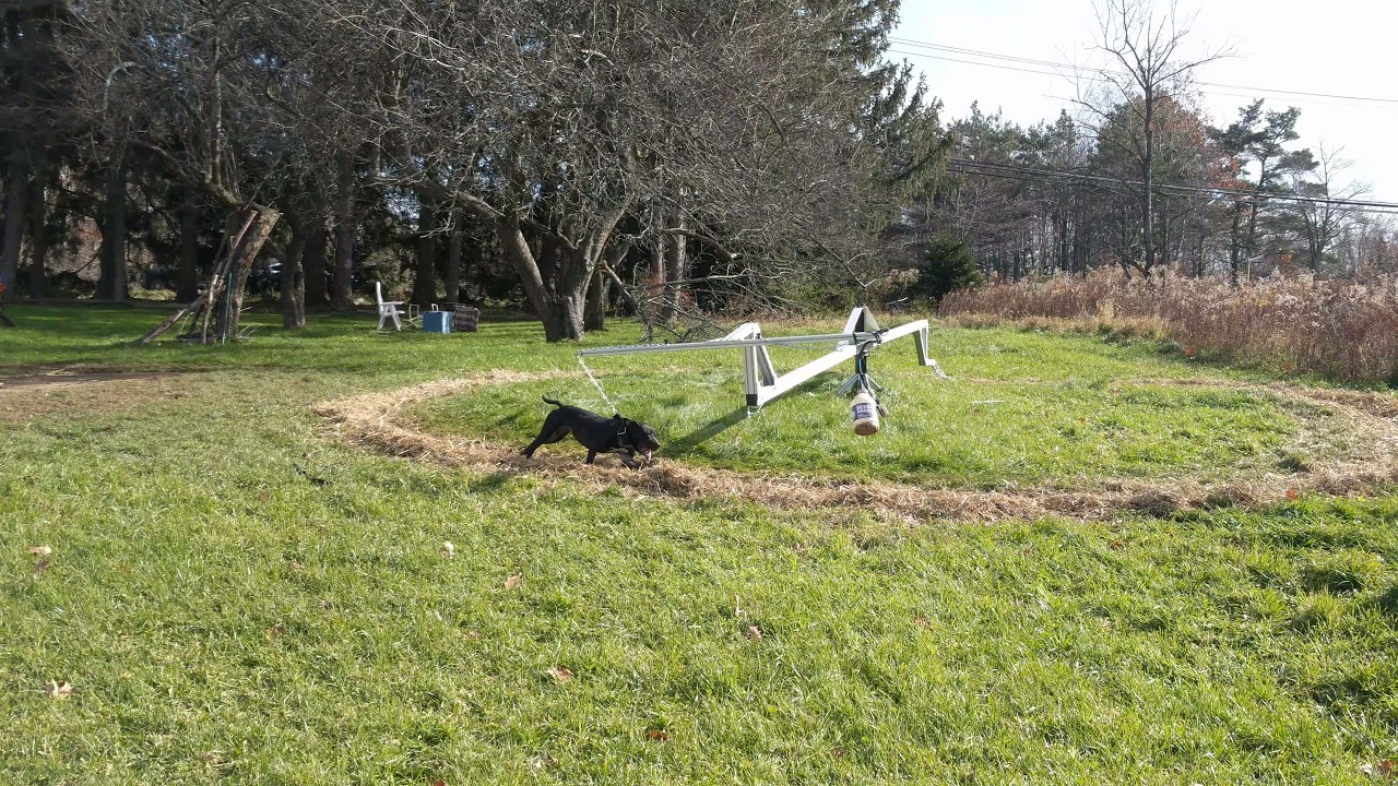 Limey Kennels Seanchai working on the Scorpion Mill by Dogtrotter USA