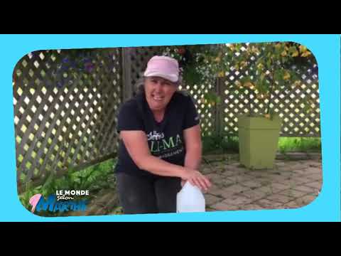 Éliminer l'herbe entre les dalles du patio - capsule hebdomadaire no 12 2019 - Marthe Laverdière