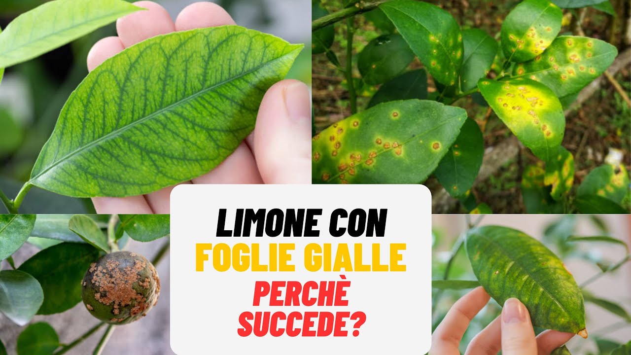 LIMONE con FOGLIE GIALLE: cause e rimedi - W&A Gardens: giardinaggio ed orticoltura