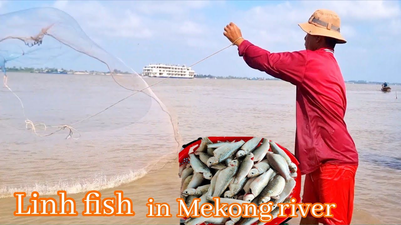 Linh fish in Mekong river 2025