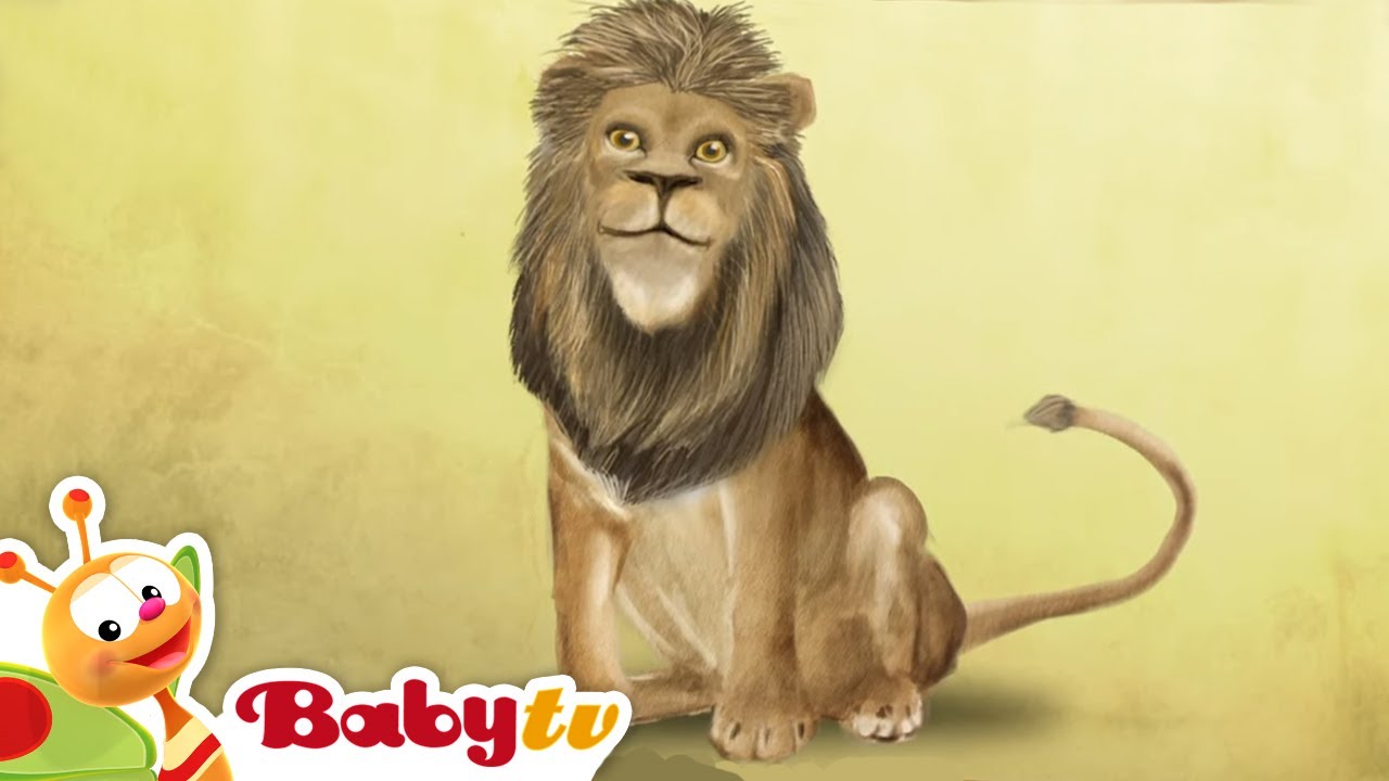 Lion 🦁​ Animal Party | Animal for Toddlers @BabyTV
