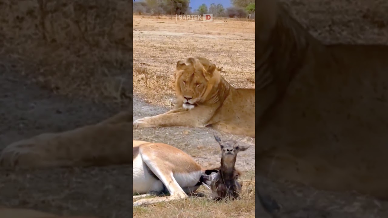 LION AND DEER | INDUK RUSA MELAHIRKAN ANAKNYA DIHADAPAN SINGA JANTAN #animals #foryou