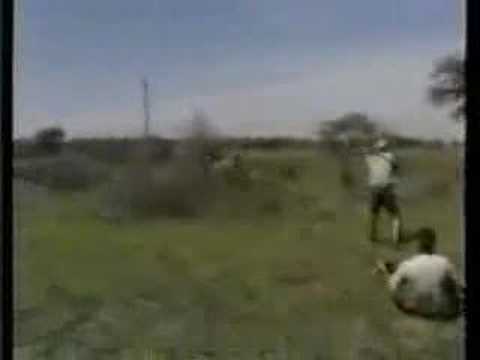 Lion attack hunting safari Africa