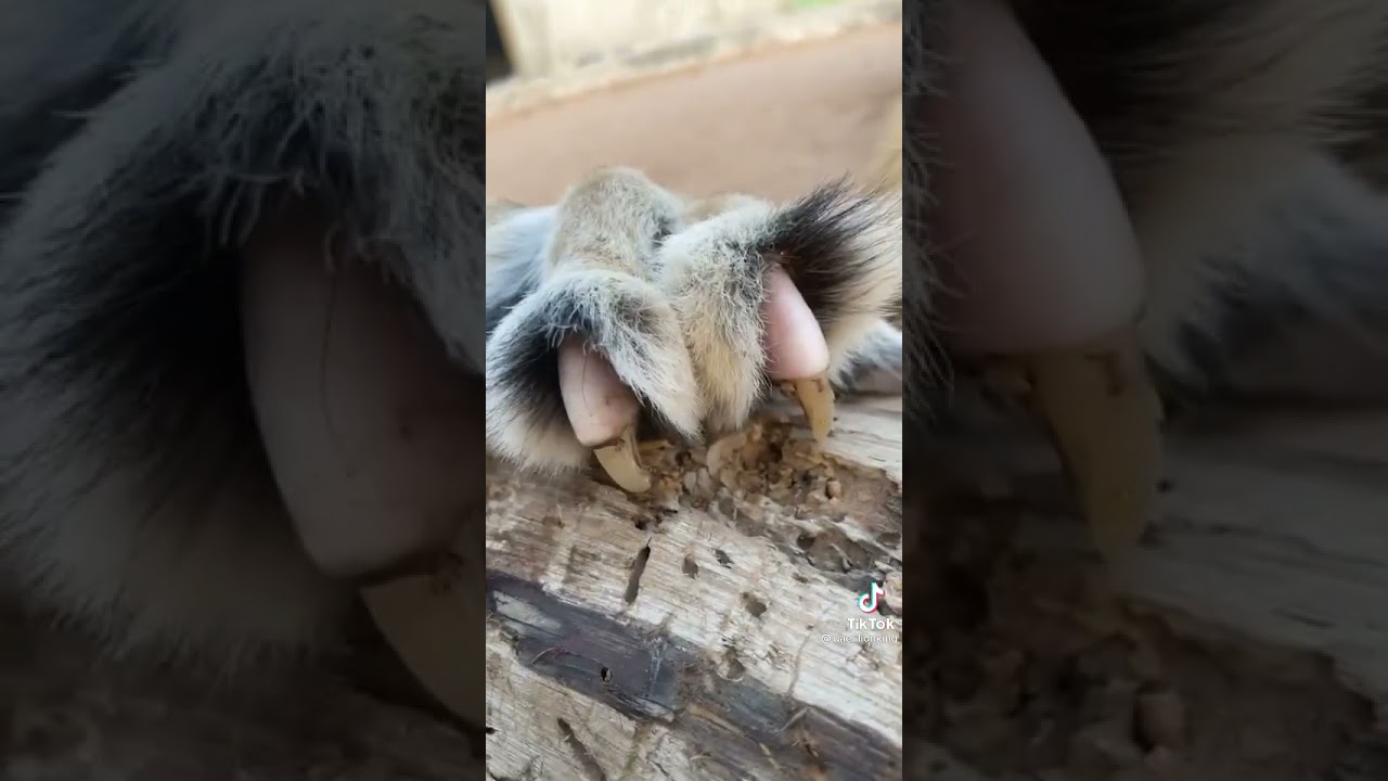 Lion Claws