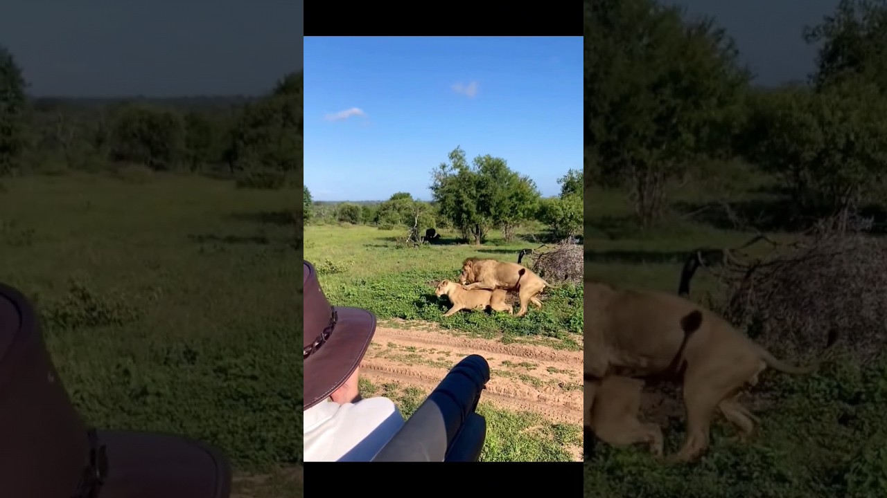 lion first time meeting#short #shorts #shortvideo #ytshorts