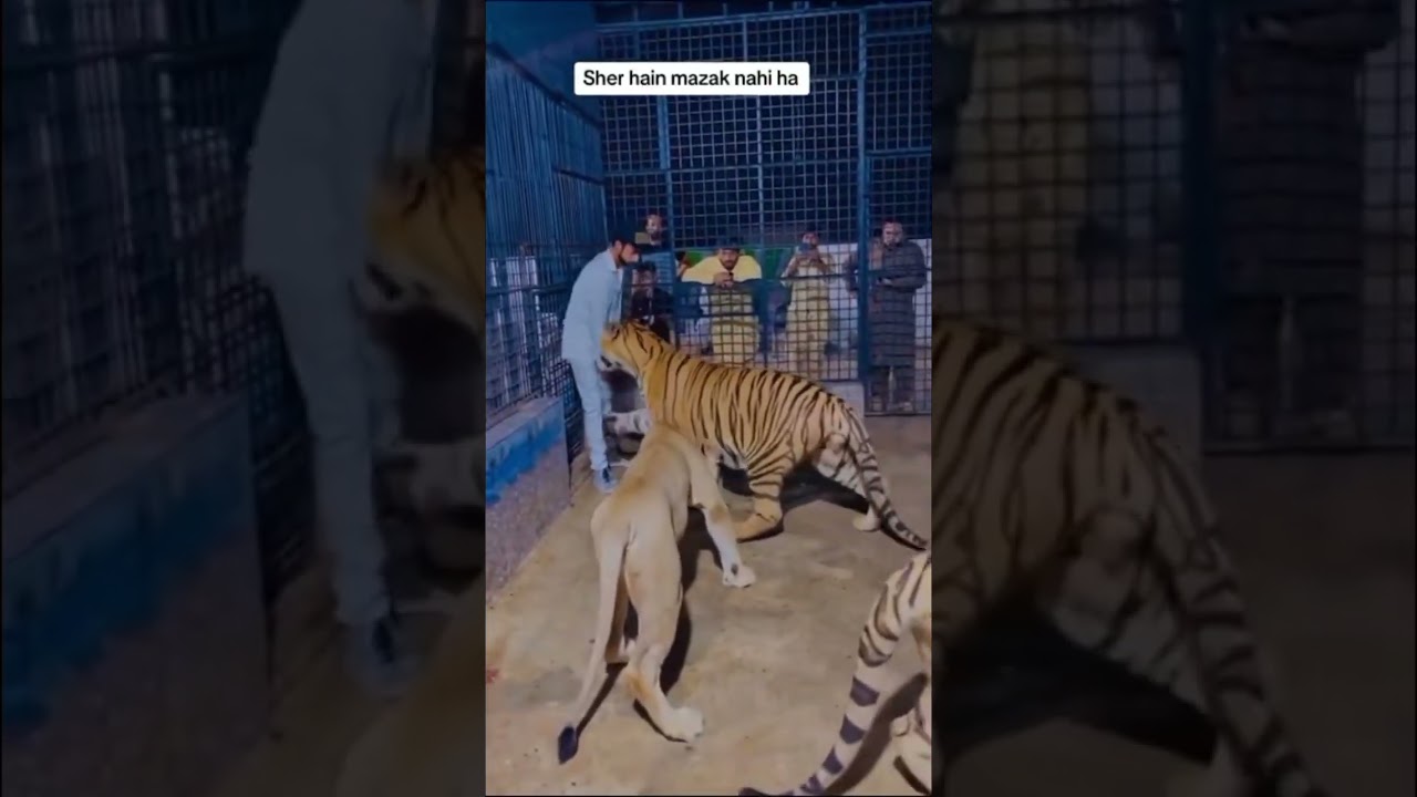 Lion &tiger attack on man in the cage😱😱🥲😳 #lion #animal