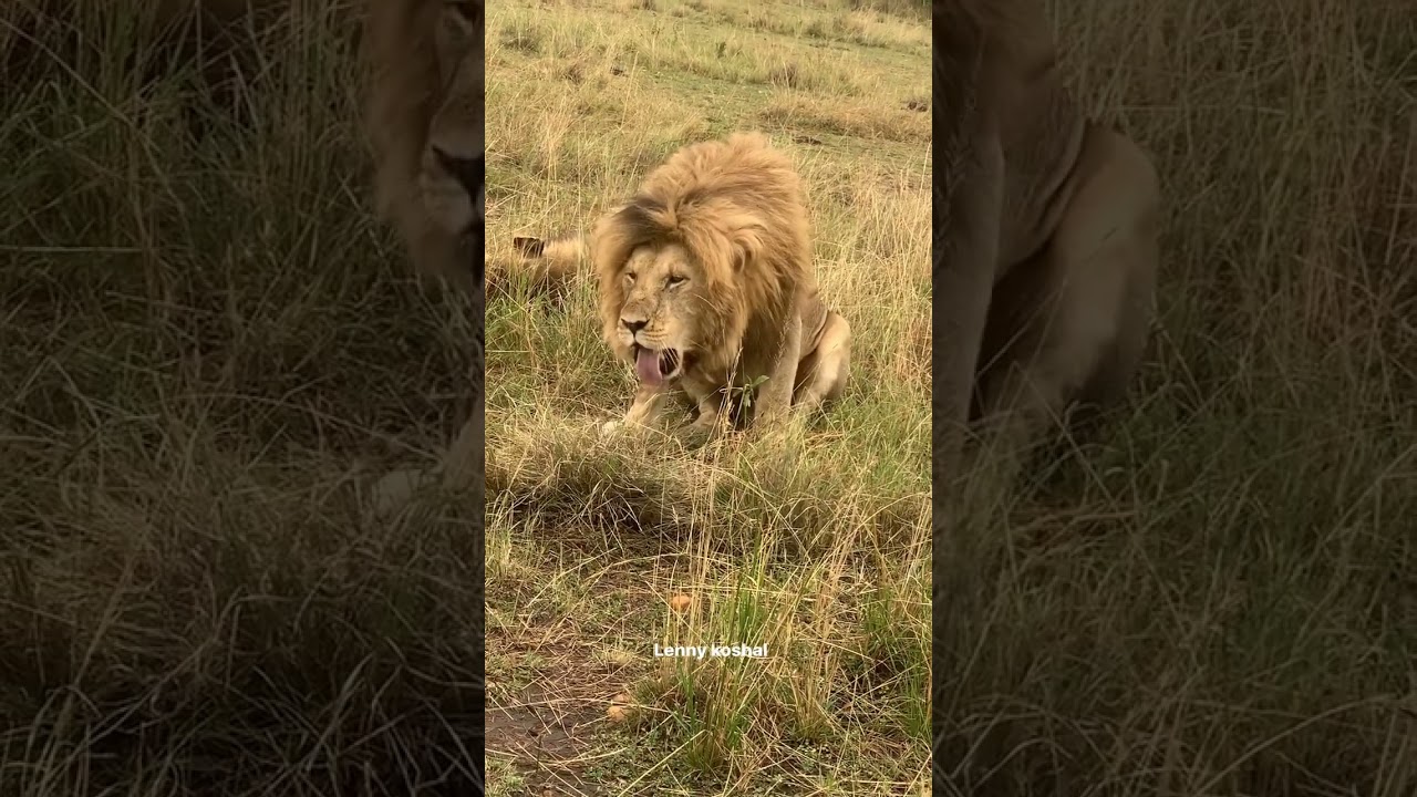 Lion vomiting funny 🤮 haha