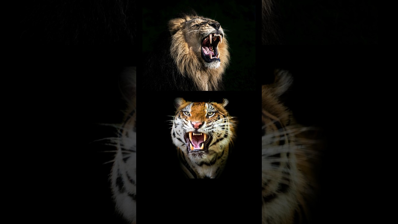 Lion Vs Tiger Scariest Roar! #animalfacts #facts