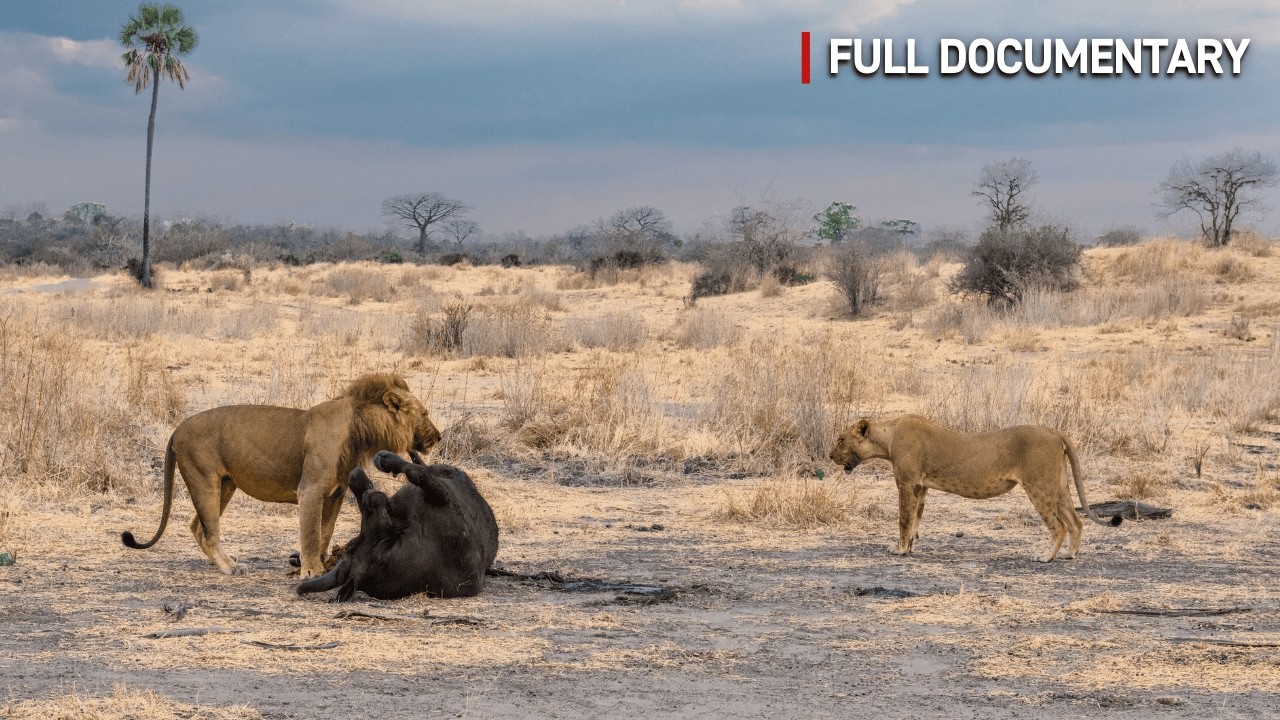 LIONS' Deadly Battle for Power and Survival | Full Nature Documentary