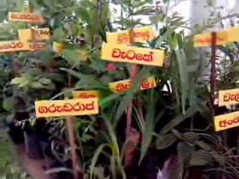 List of Herbal Plants in Sri Lanka