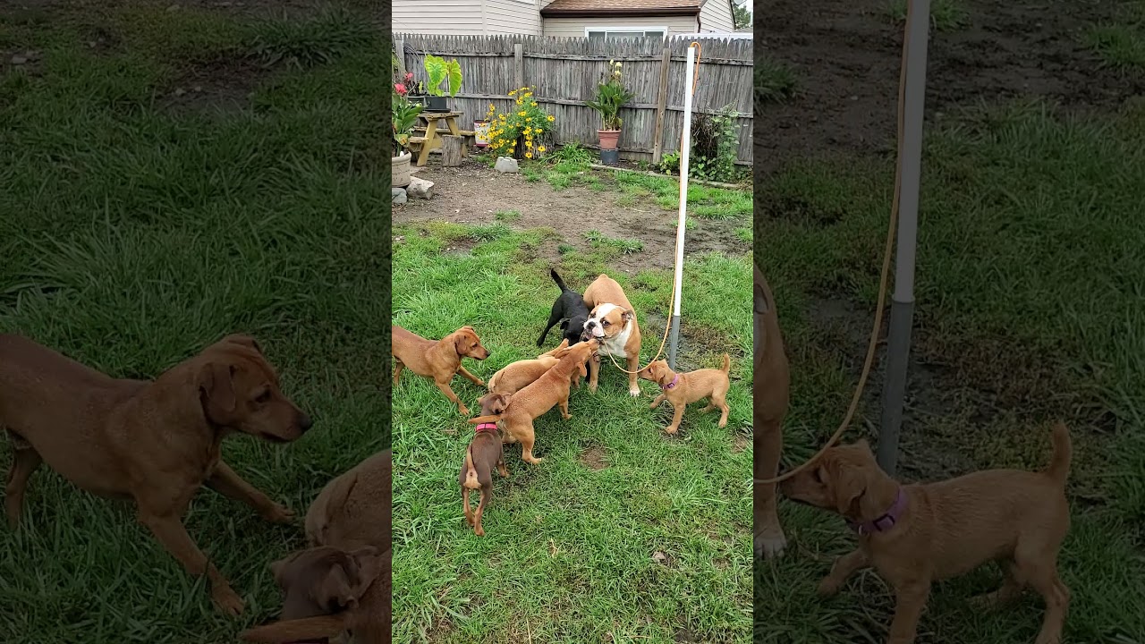 little fire 🔥  PatterDale terriers puppies learning from mom and dad plus Olde English Bulldog!