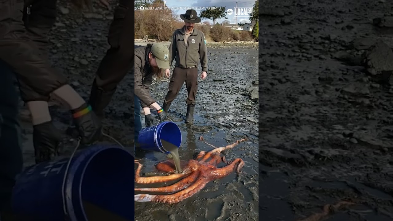 Little girl helps save beached octopus