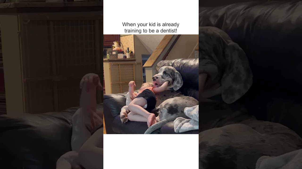 Little Girl Messes with Adorably Big Pup!