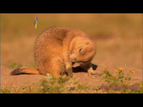 Little Prairie Dogs - Dusting and Cleaning (2010)