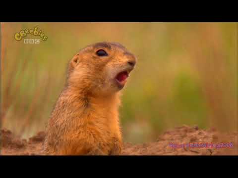 Little Prairie Dogs - Little Prairie School (2010)