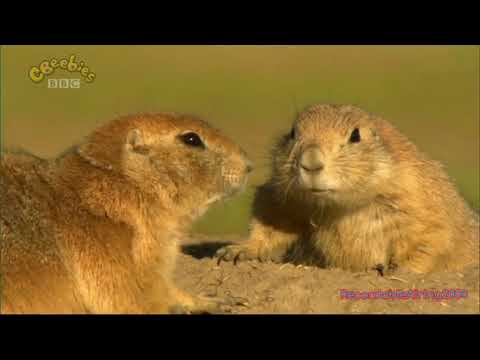 Little Prairie Dogs - Meet the Neighbours (2010)