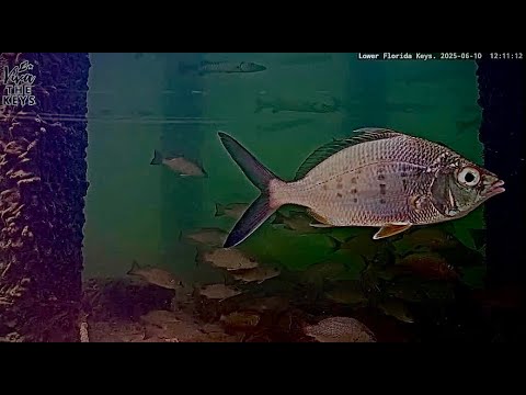 Live Cam in The Lower Keys