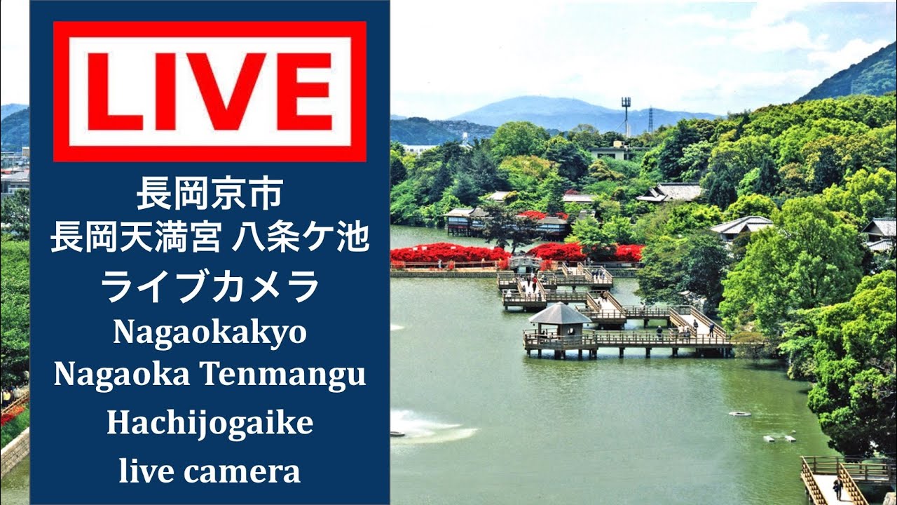 【LIVE CAMERA】#長岡京市 #長岡天満宮八条ケ池 #ライブカメラ #livecamera  #nagaokakyo #nagaokatenmanguhachijogaikepond