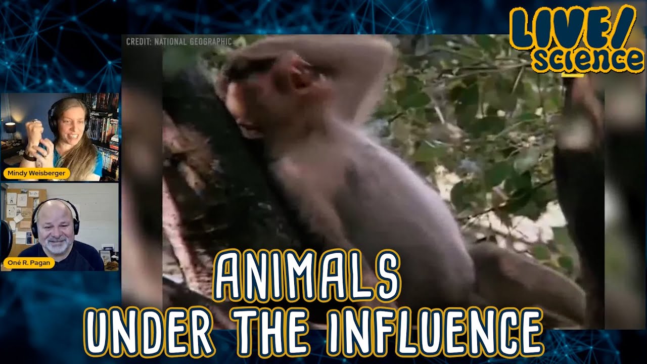 LIVE/science: Animals Under The Influence