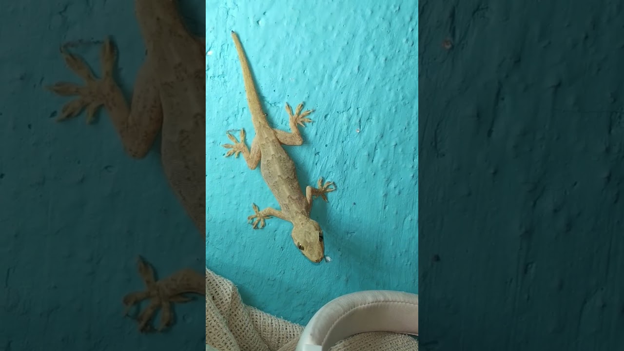 Lizard 🦎 #shorts #viral #video #lizard