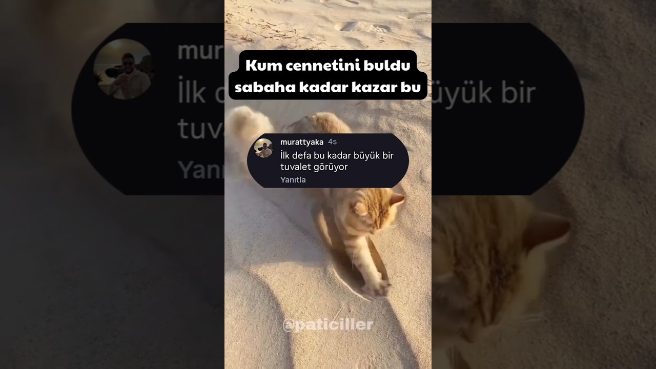 İlk defa böyle şey gören kedi #komikyorumlar #komik #comedy #funny #flypシ