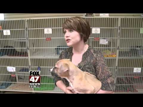 Local Shelter Promotes Pit Bull Adoption