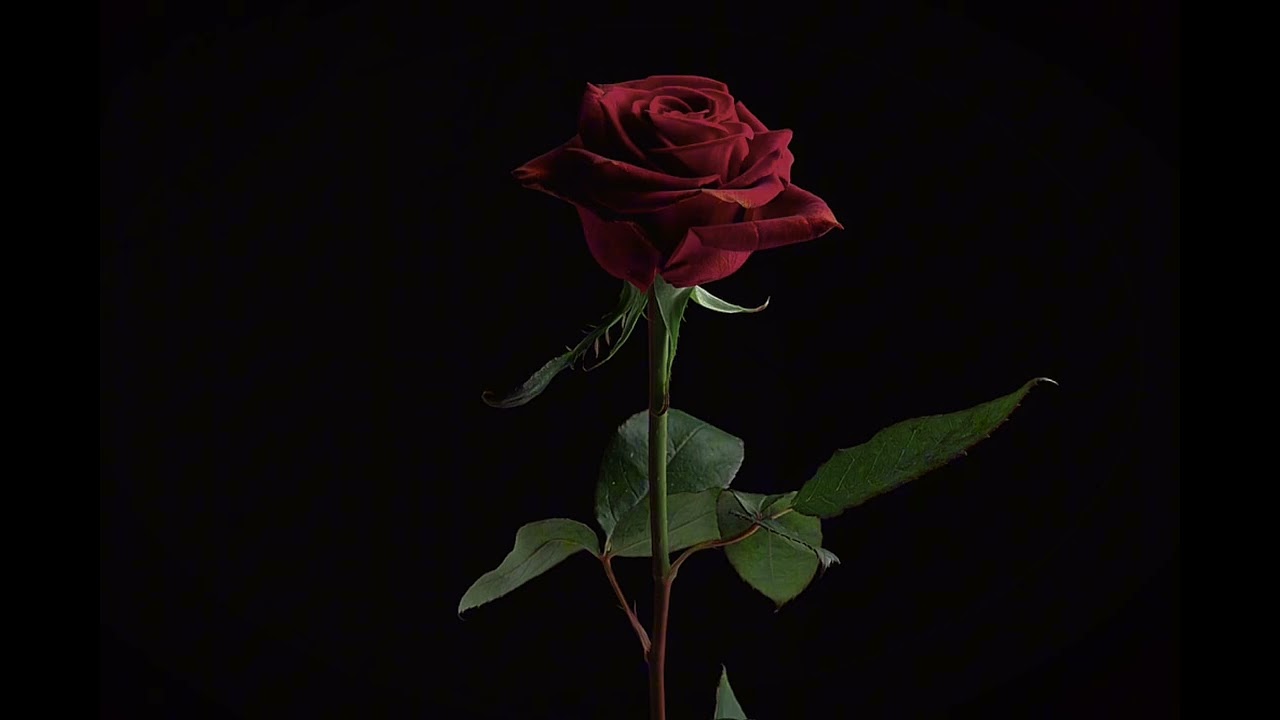 Lolo Zouaï - Desert Rose (slowed/reverb)