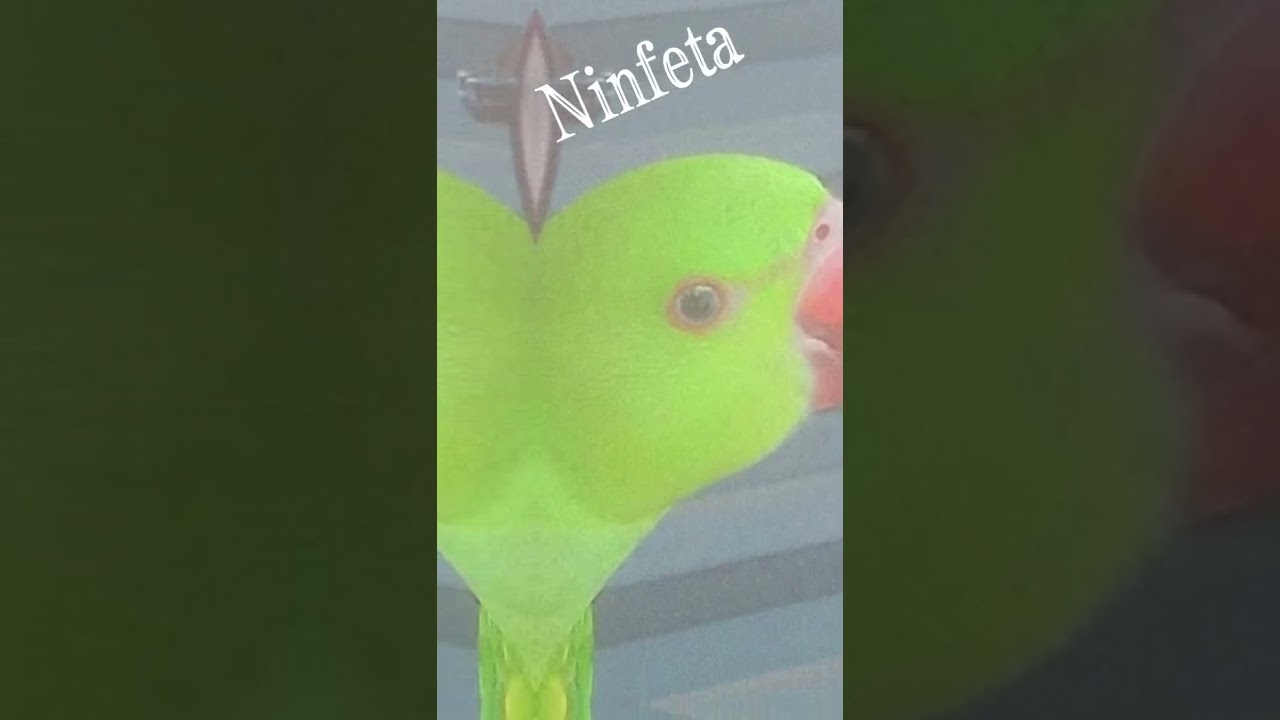 Lomotif da Ninfetinha de 13 anieos +18? 🥵🔥🔥🔥