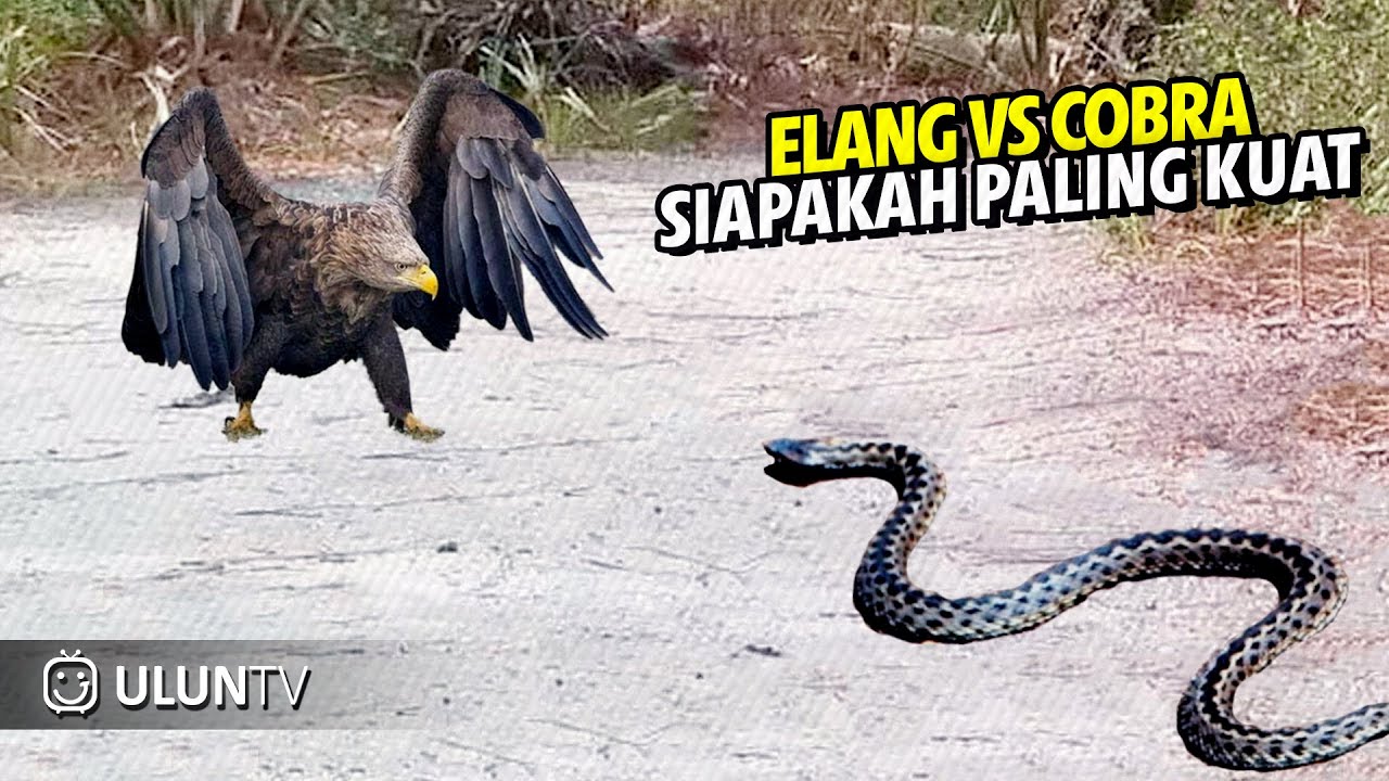 Long Time Hungry Eagle Attacks Snake - What Happens Next...