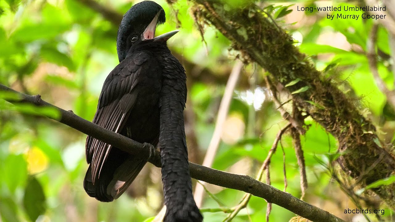 Long-wattled Umbrellabird