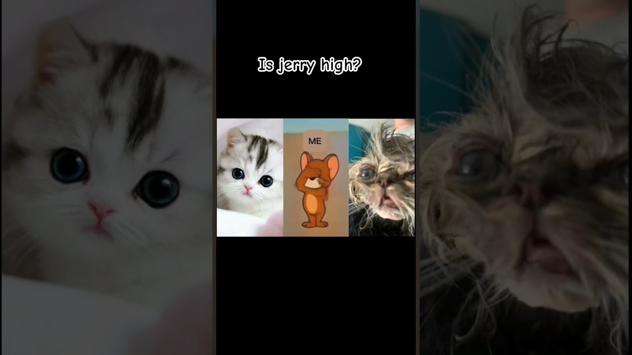look what Jerry choose.