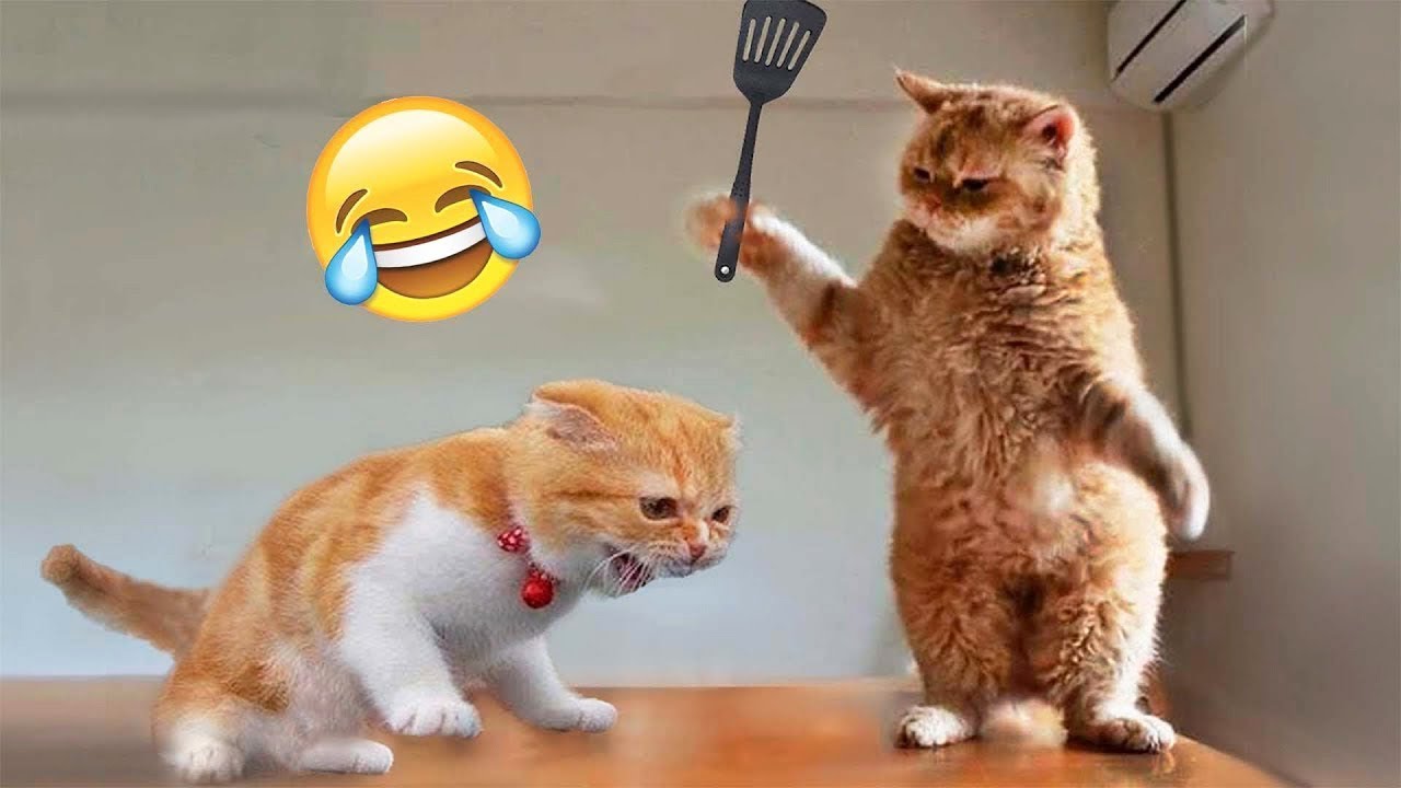 Los Videos de Perros y Gatos Más Divertidos 😹🐶 Parte 526