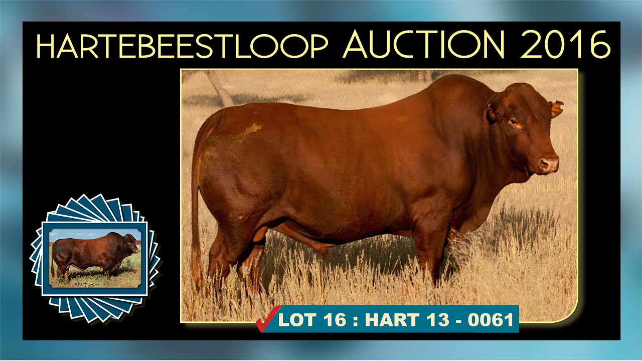 LOT 16: HART 13 - 0061