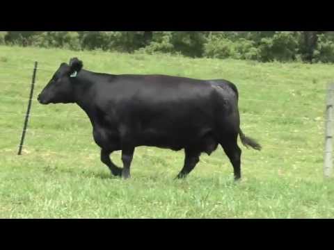 Lot 67, GAR Total 9A08