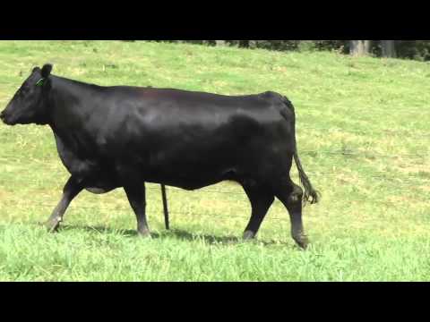 Lot 71, Maplecrest Rita K9286