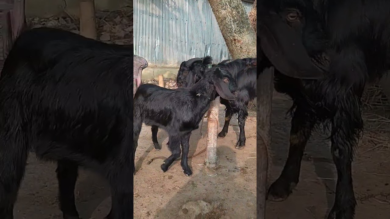 Lots of two goats they do very beautiful surprising shoots which we enjoy2023 Episode :181