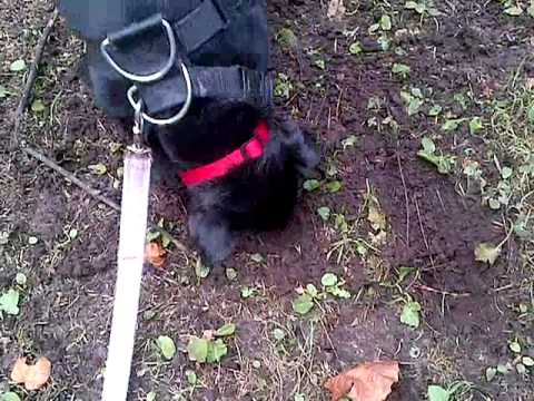 Lottie Lulu Patterdale terrier digs a hole