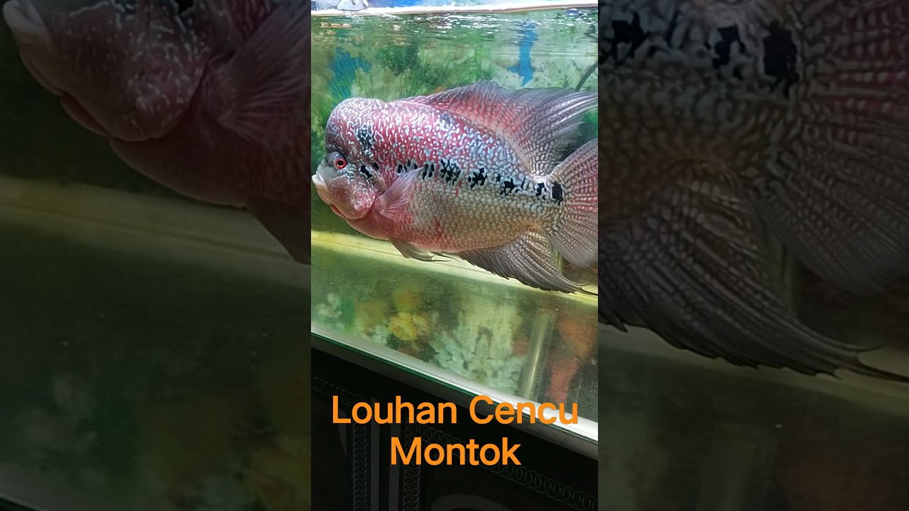 Louhan Cencu Fish Plump