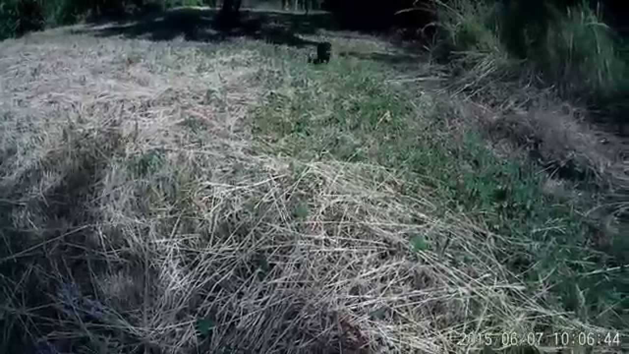 Louve (Jagd de 2 mois 1/2) : éducation au rappel