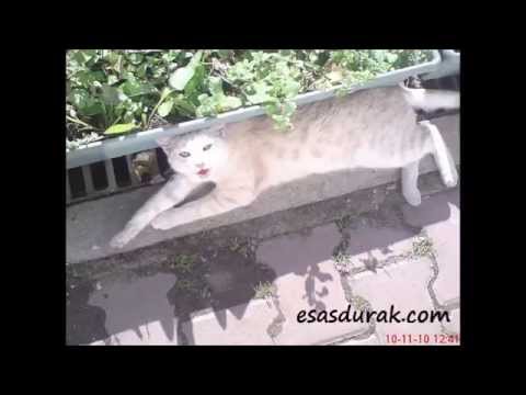 Love Cats, Funny Cats-Kedi Dil Çıkarıyor